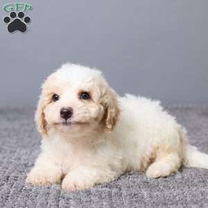 Kaiden, Bich-Poo Puppy